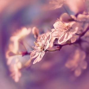 Meet your Posher, Diana